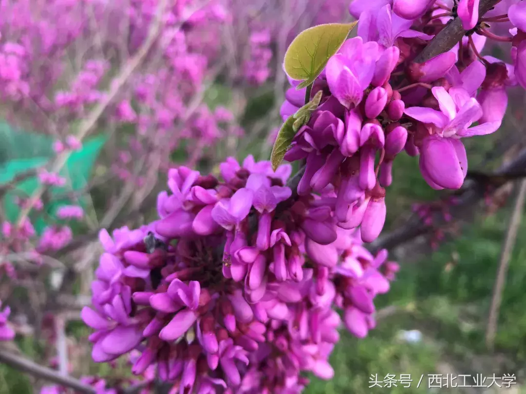 西工大“校花”知多少