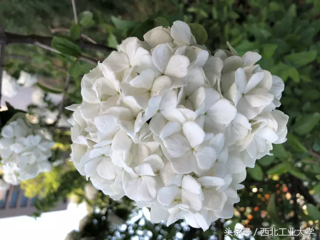 西工大“校花”知多少