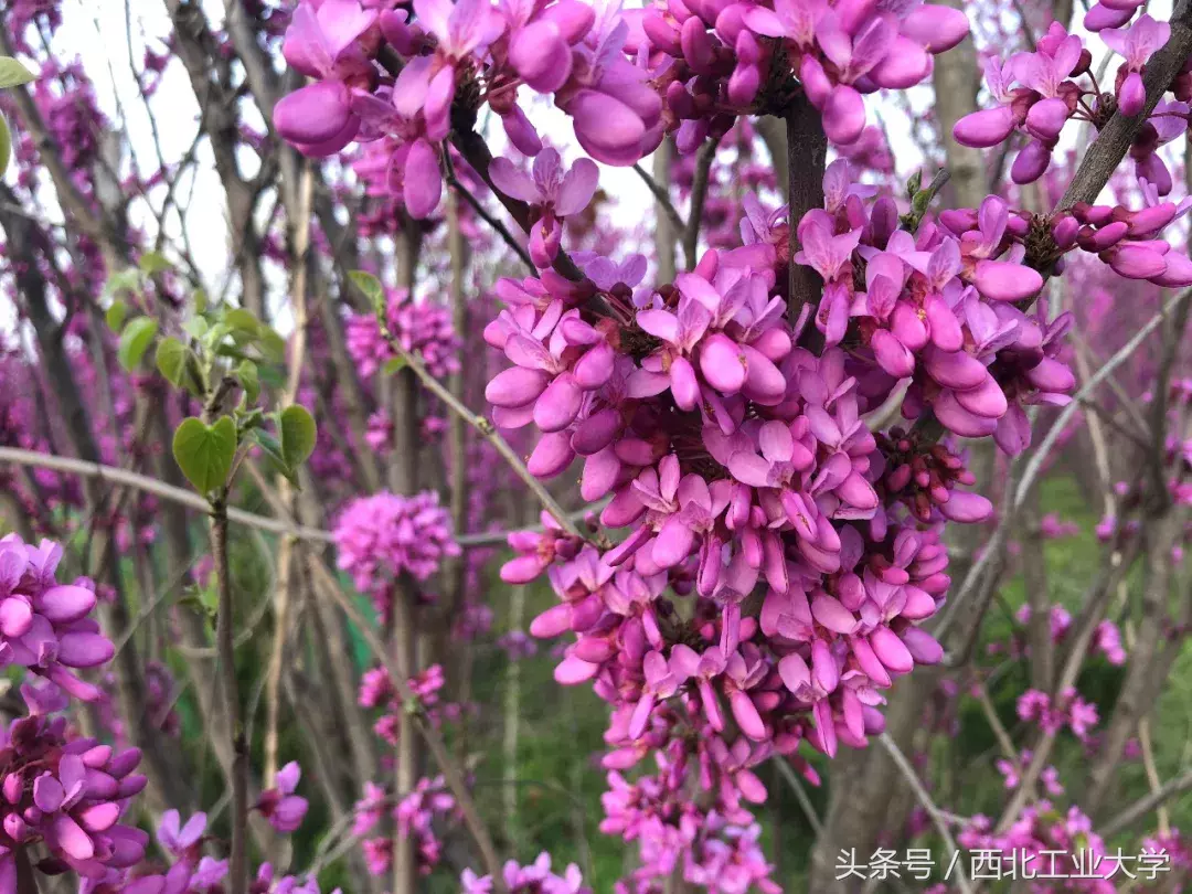 西工大“校花”知多少