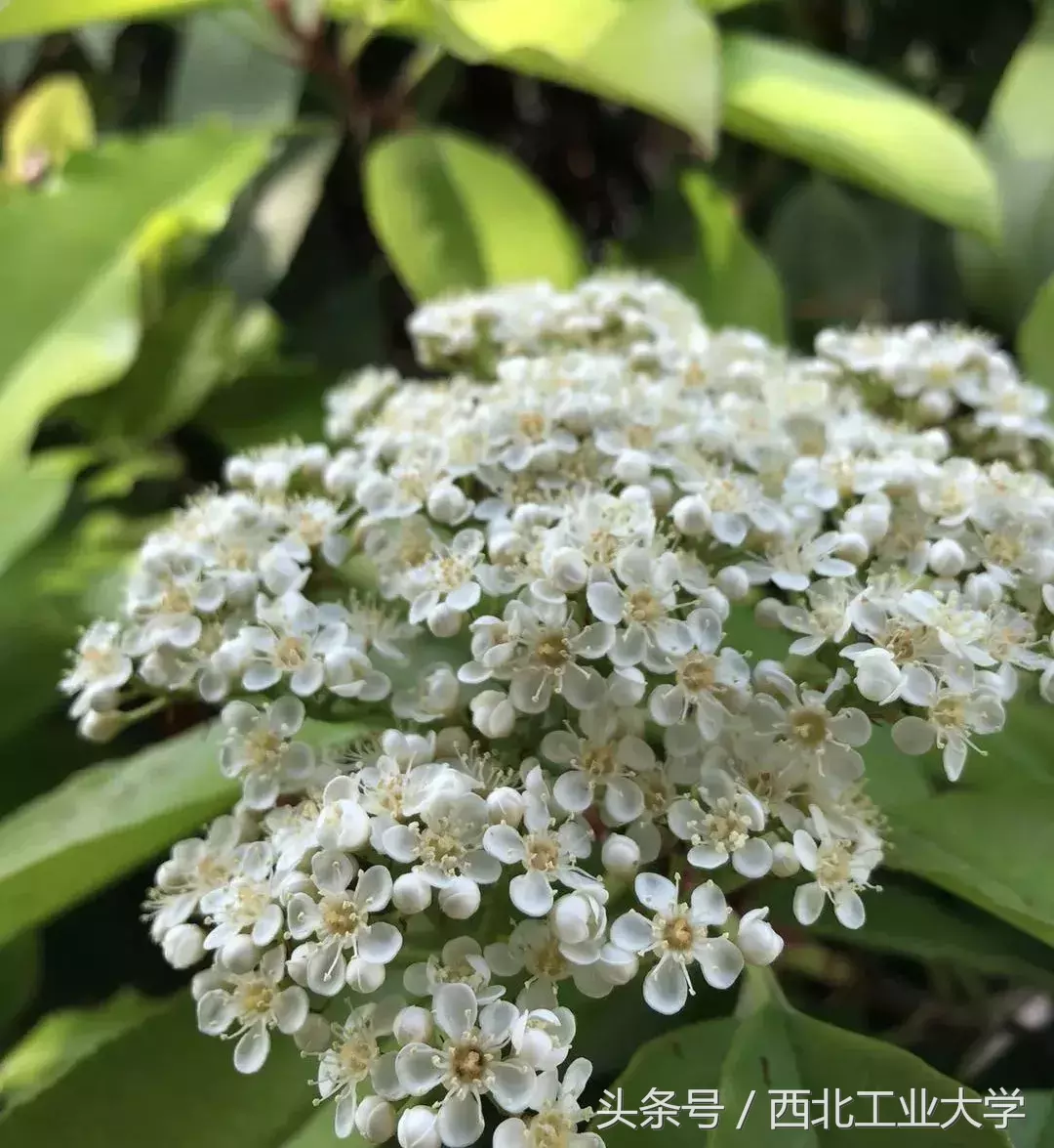 西工大“校花”知多少