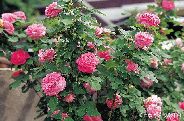 月季，玫瑰和蔷薇到底有啥区别，终于分得清了！