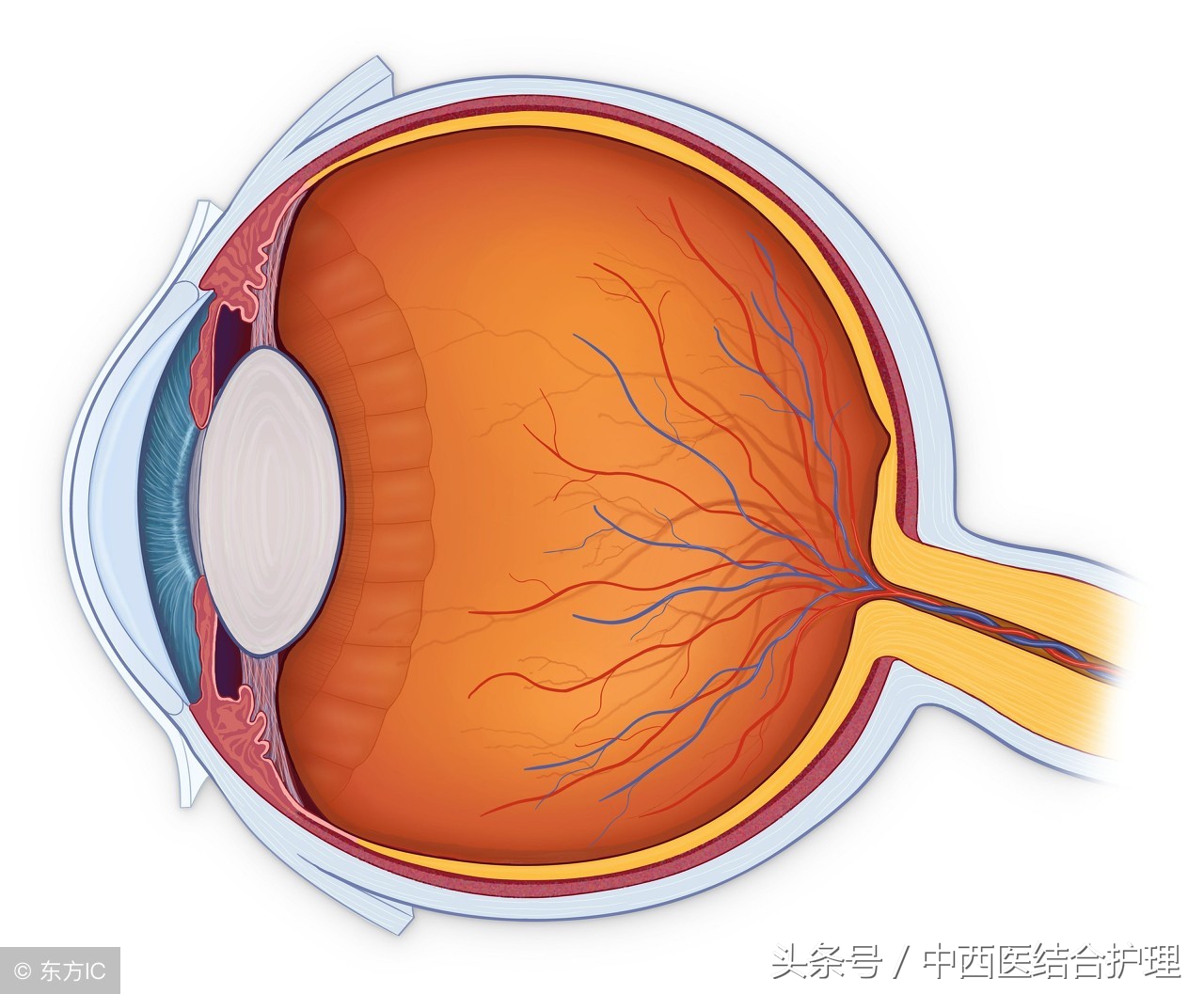 消渴目病气阴两虚型患者的中医药治疗研究进展