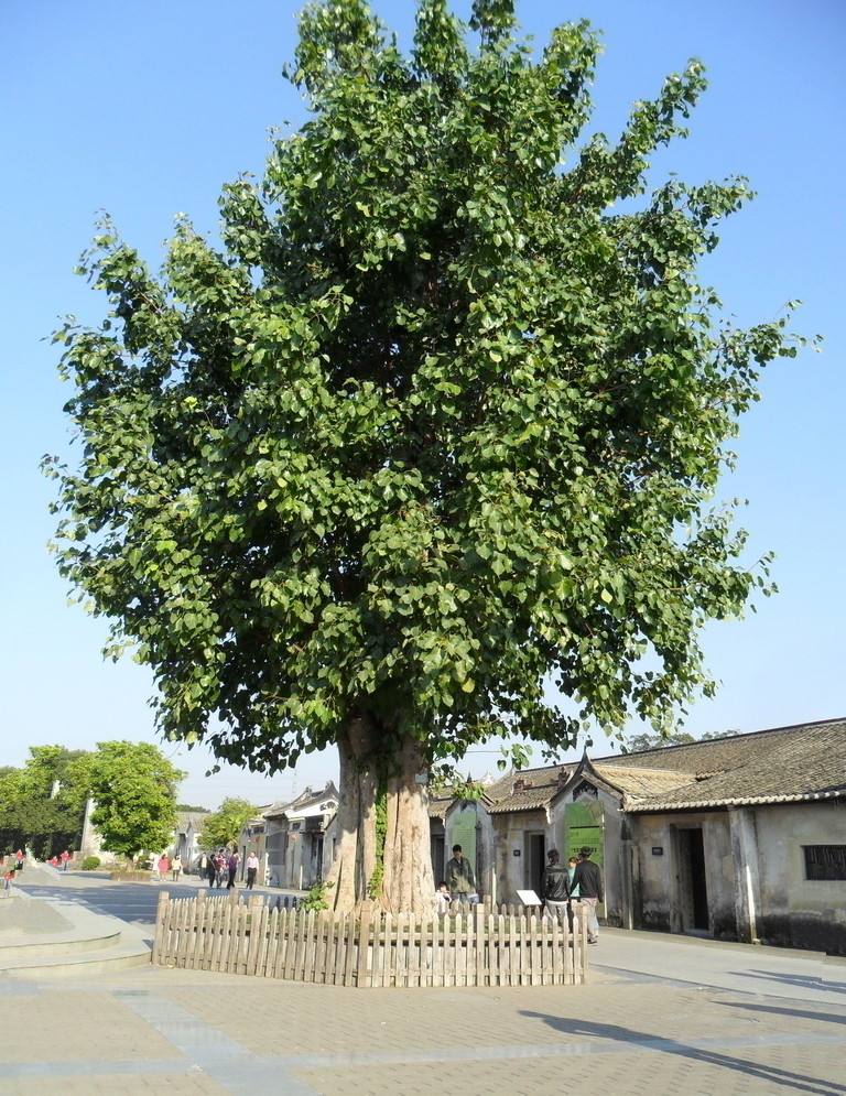 菩提树长什么样图片（菩提树的主要功能介绍）