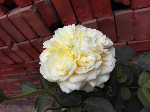 欧月和月季花的区别（从这5点区分欧月和月季花的区别）