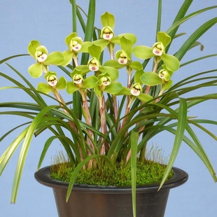 君子皆爱兰,兰花盆景怎么养?兰花好处真不少