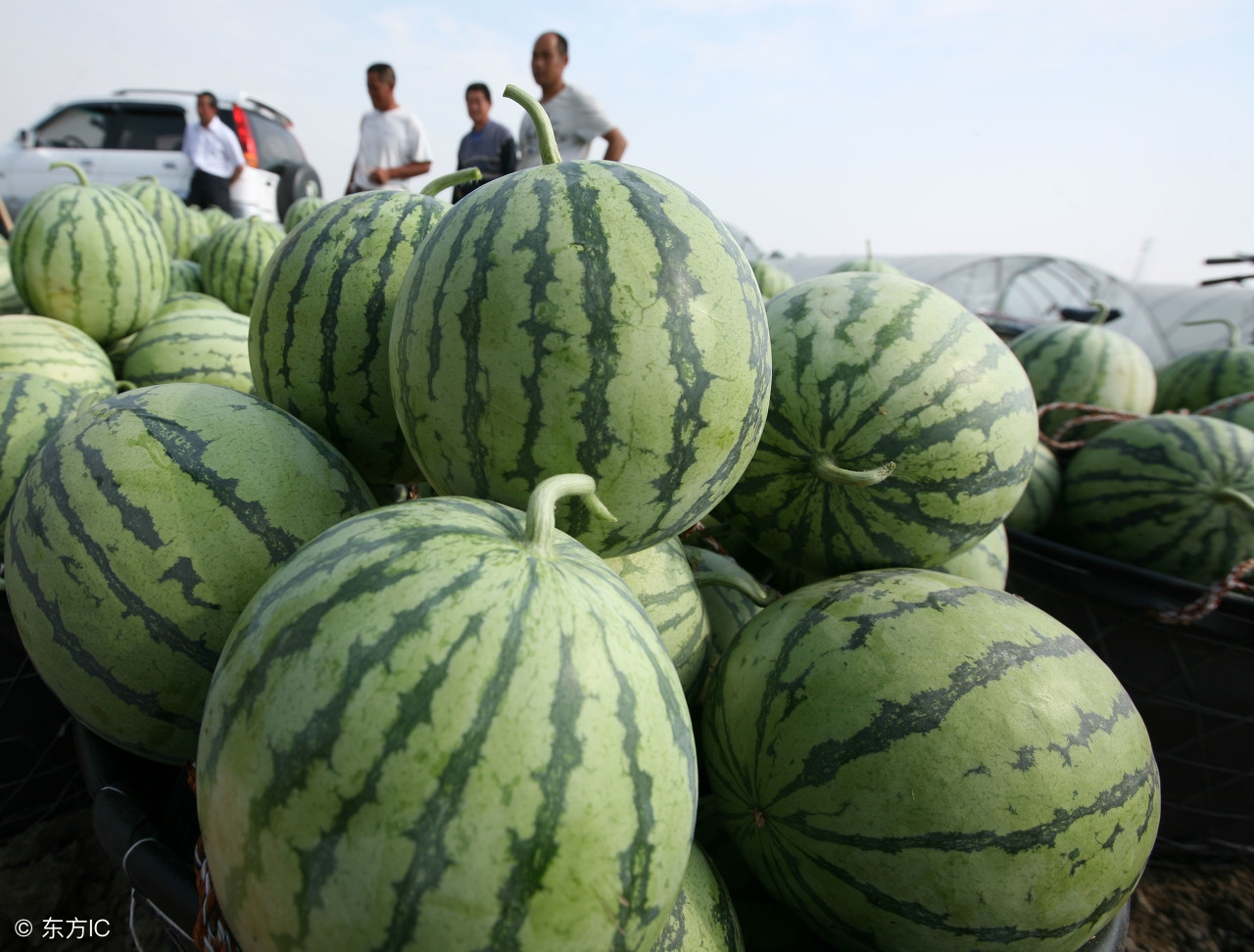 杰哥观市:2018年5月21日全国西瓜价格行情走势分析