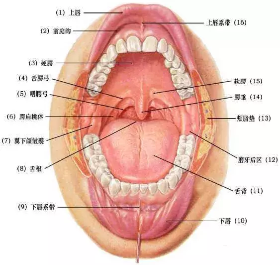 如果孩子发热伴口腔疱疹，你应该了解……