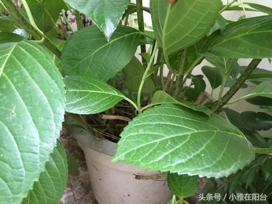 八仙花要这样养,枝繁叶茂,开花一朵比一朵大,不停盛开!