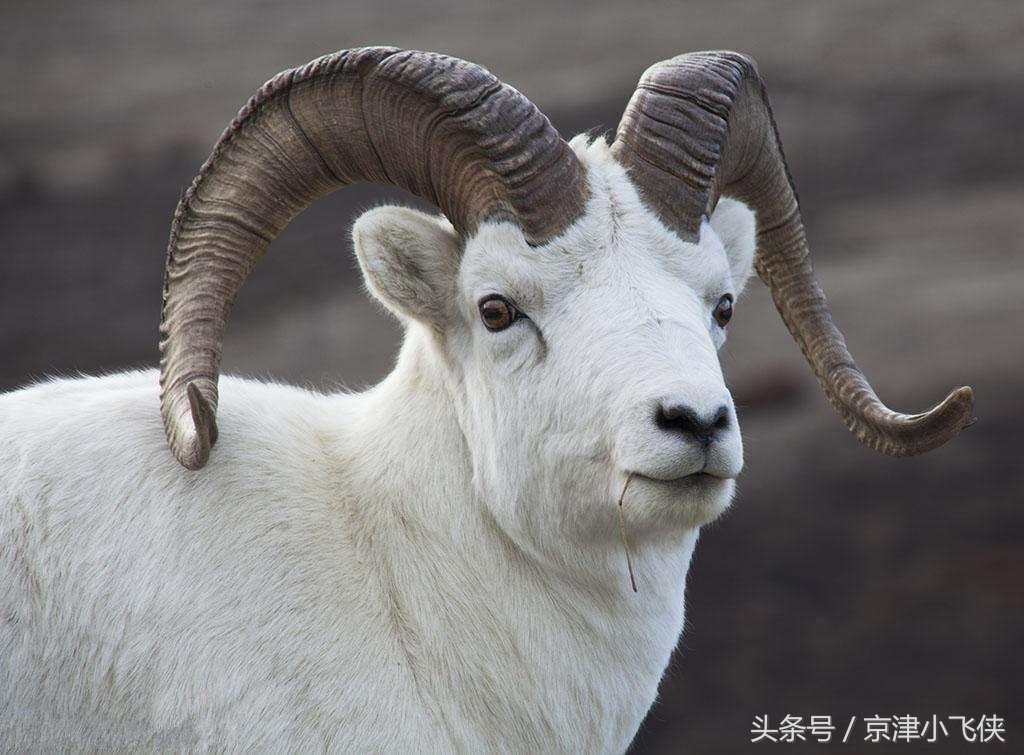 猪能活多久呢（家畜禽寿命排行榜详细介绍）