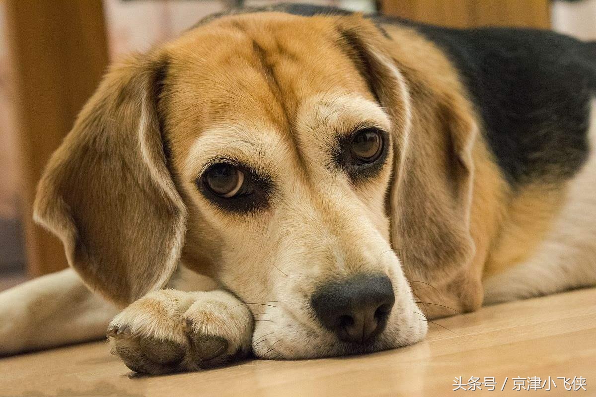 猪能活多久呢（家畜禽寿命排行榜详细介绍）