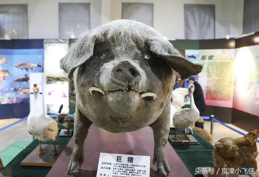 猪能活多久呢（家畜禽寿命排行榜详细介绍）