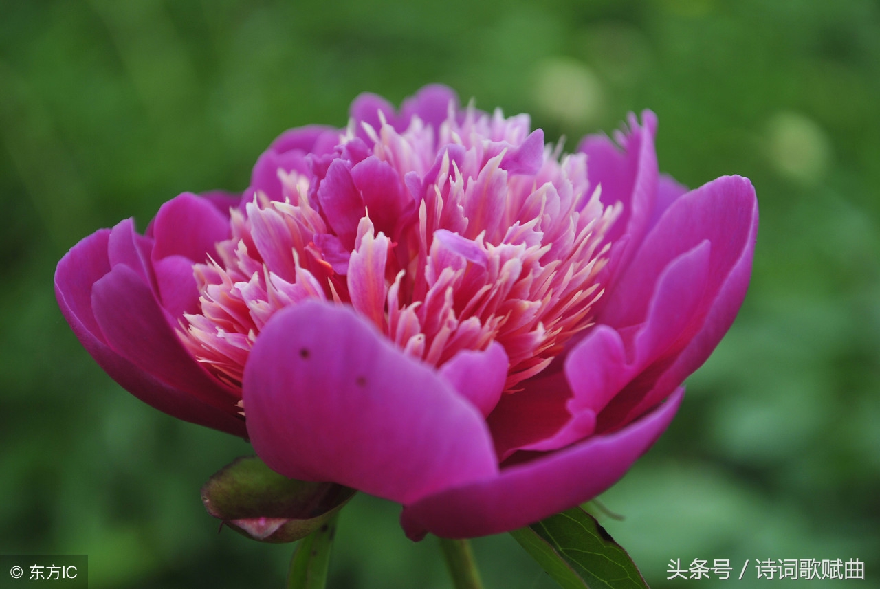 月圆夜才是相思时，写月亮超经典十首诗词，看看你读过几首