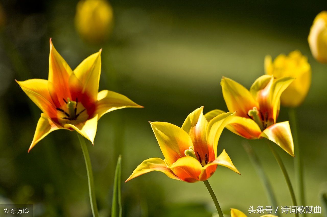 月圆夜才是相思时，写月亮超经典十首诗词，看看你读过几首