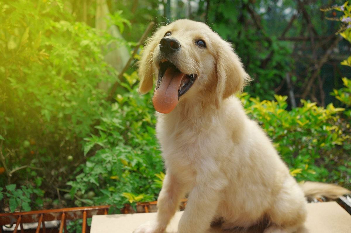 十二生肖专属宠物狗狗,快来看看你是专属哪一种宠物狗狗吧!