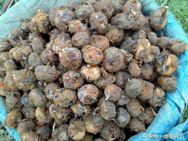 马蹄的种植栽培技术（马蹄高产栽培技术方案）