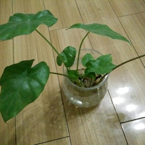 阔叶植物介绍!除了欣赏,这里还有养护方法!