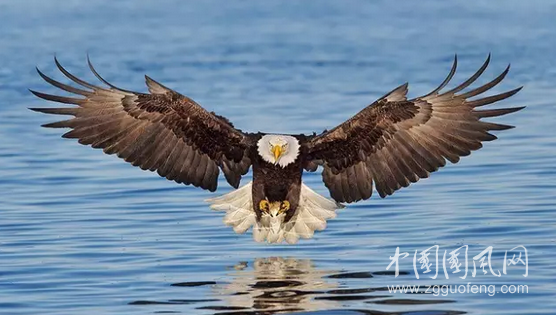 心灵的自然飞翔131313——阅读老鹰诗集《飞翔》_晶羽科技