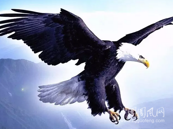 心灵的自然飞翔﻿﻿﻿——阅读老鹰诗集《飞翔》