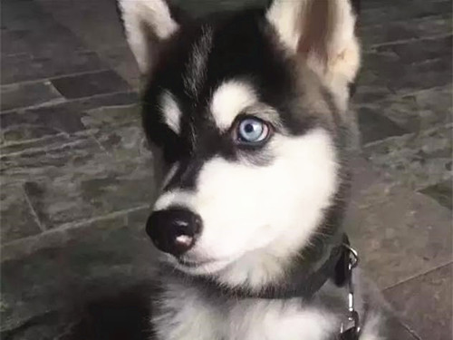 网友：求鉴定，1500路边买的二哈纯不纯？