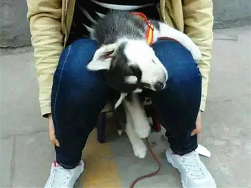 网友：求鉴定，1500路边买的二哈纯不纯？