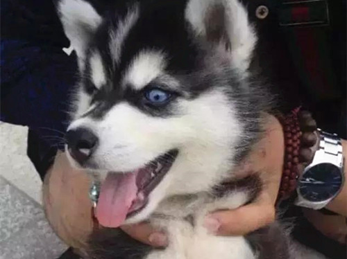 网友：求鉴定，1500路边买的二哈纯不纯？