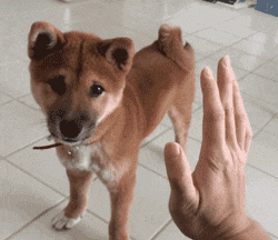 网友：求鉴定，1500路边买的二哈纯不纯？