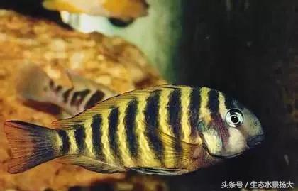 坦湖小胖子——坦鲷蝴蝶