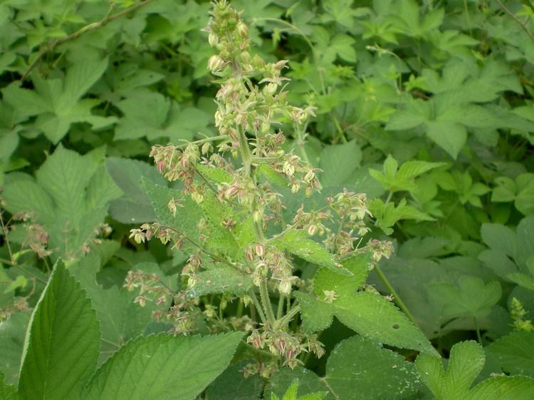 这种野草在山上人称"拉狗蛋",狗见了都怕,其实是一味妇科良药