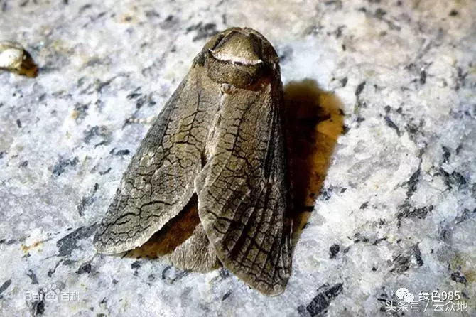 再不治疗,油茶树树皮就被虫子啃光了!专家教你正确防治方法!