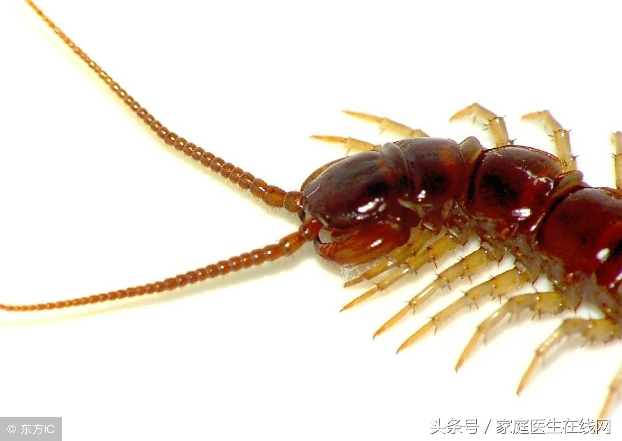 蜈蚣咬了怎么辦,不小心被蜈蚣咬了怎么辦