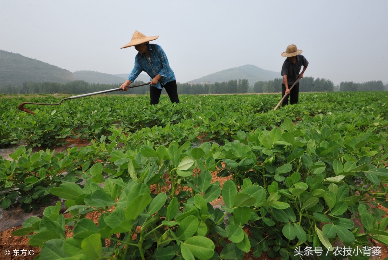 处于中耕除草,防病虫害或者即将采收的关键期,如果此时降雨多,晴天少