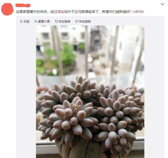 皱巴巴(多肉叶子皱巴巴，别再乱浇水，不然立马死翘翘！)