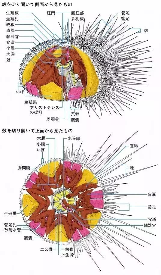 最大生殖器令女人脸红(慎点！这是一篇重口的文章，好吃的都是性器官)