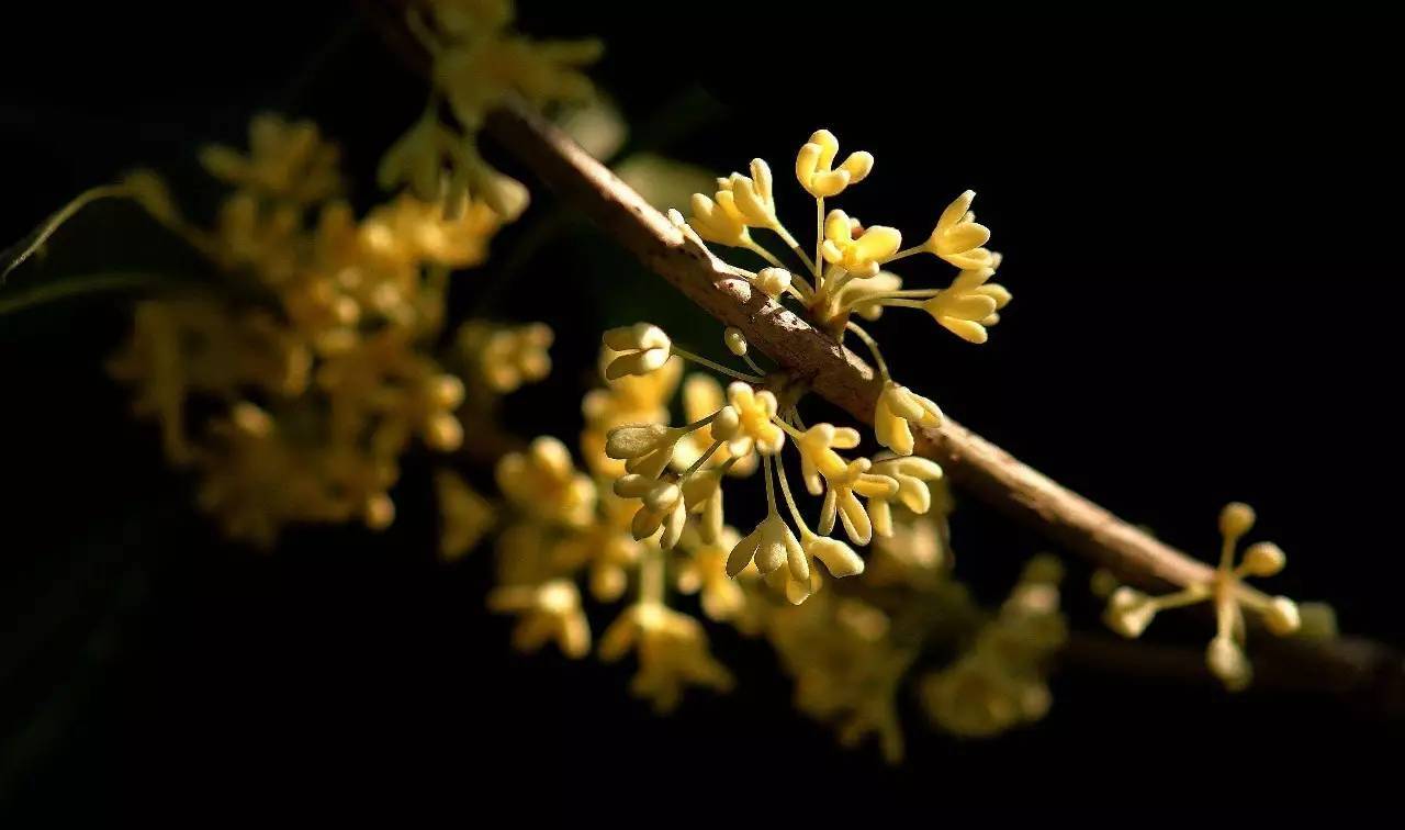 月亮上有棵桂花树,还有一个动人的爱情故事