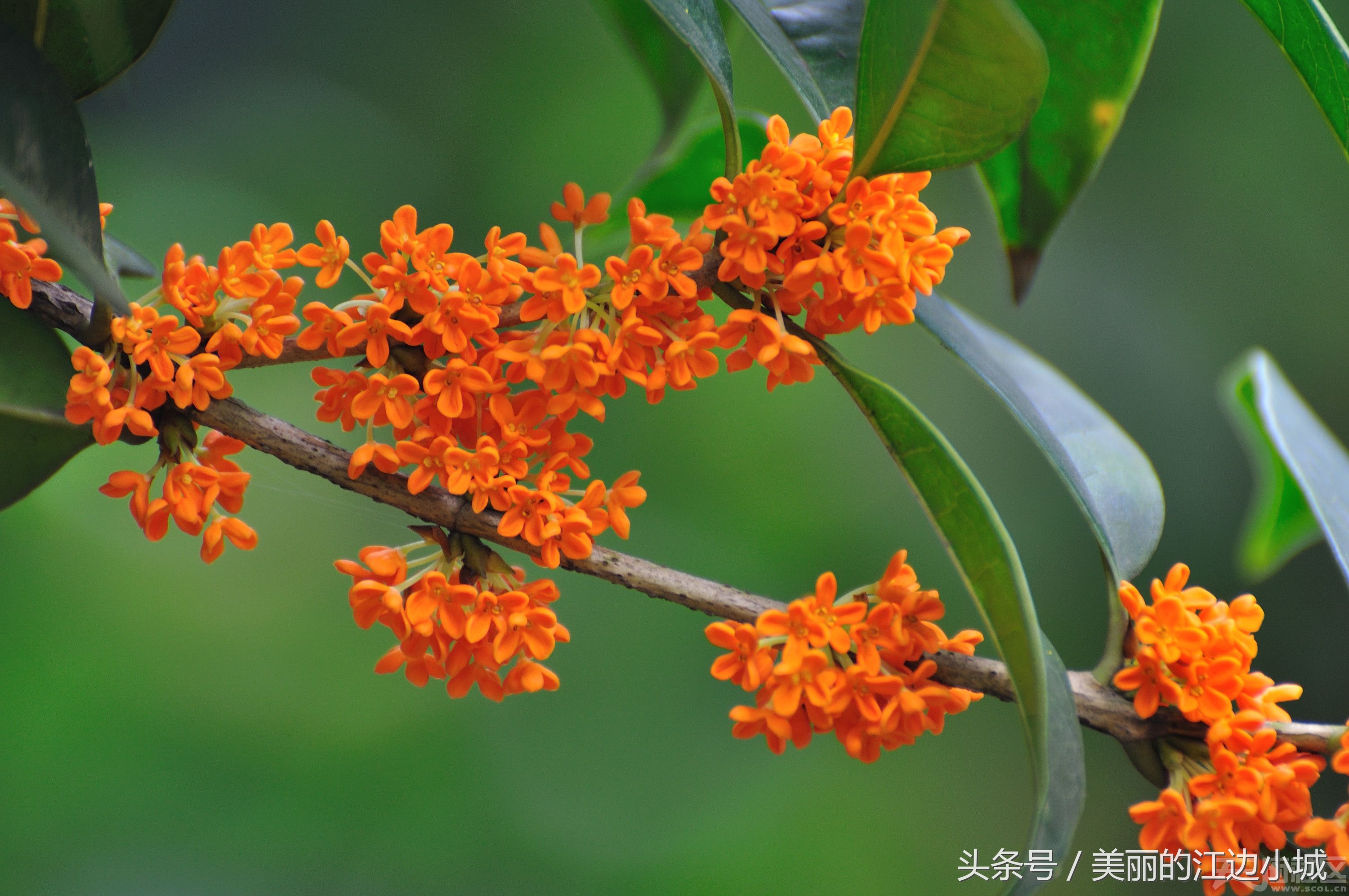 廣州的市花(廣州的市花是什麼花啊花)