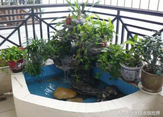 鱼友投稿:在室内建造一个小鱼池,需要注意这四点