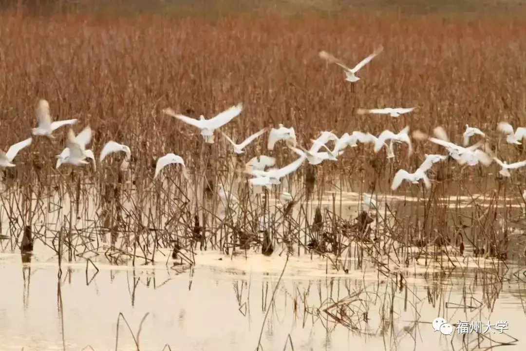 划重点!福建高考分数线出炉,能不能上福大?历年录取情况戳这里