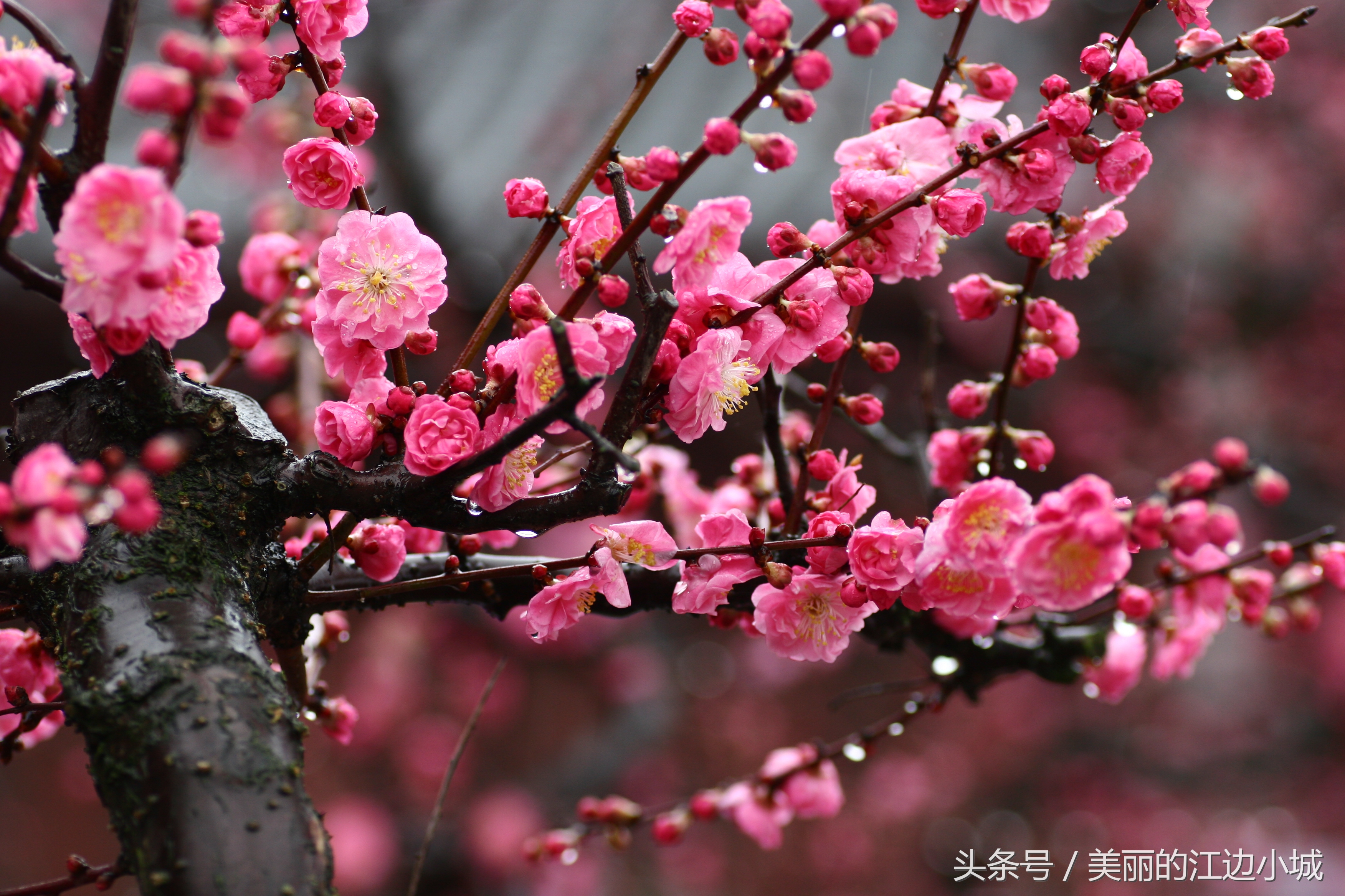 中国十大传统名花评选：梅花、牡丹、菊花等经典花卉赏析