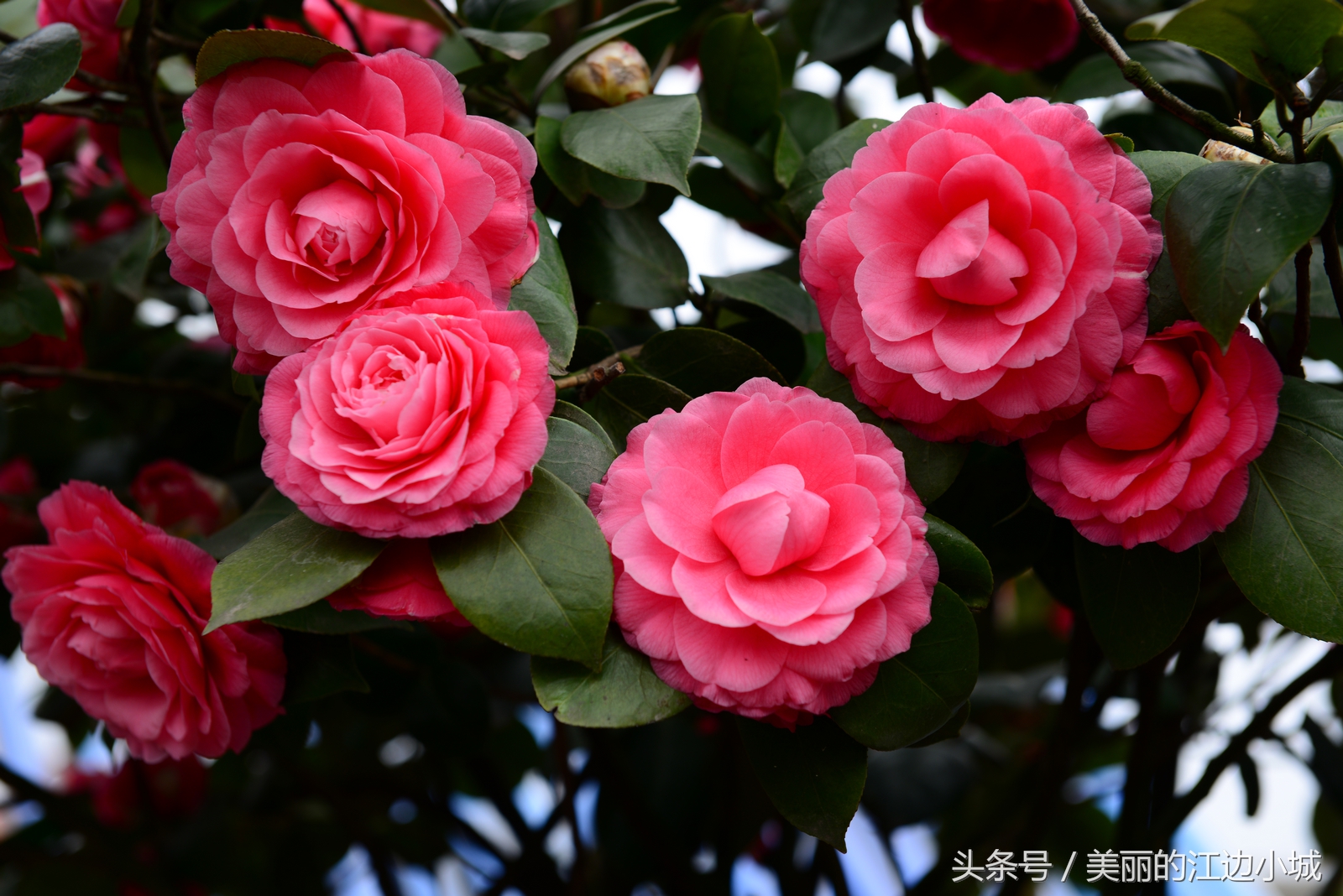 中国十大名花你喜欢哪个？沁人心脾、花之芬芳，别说一个没见过