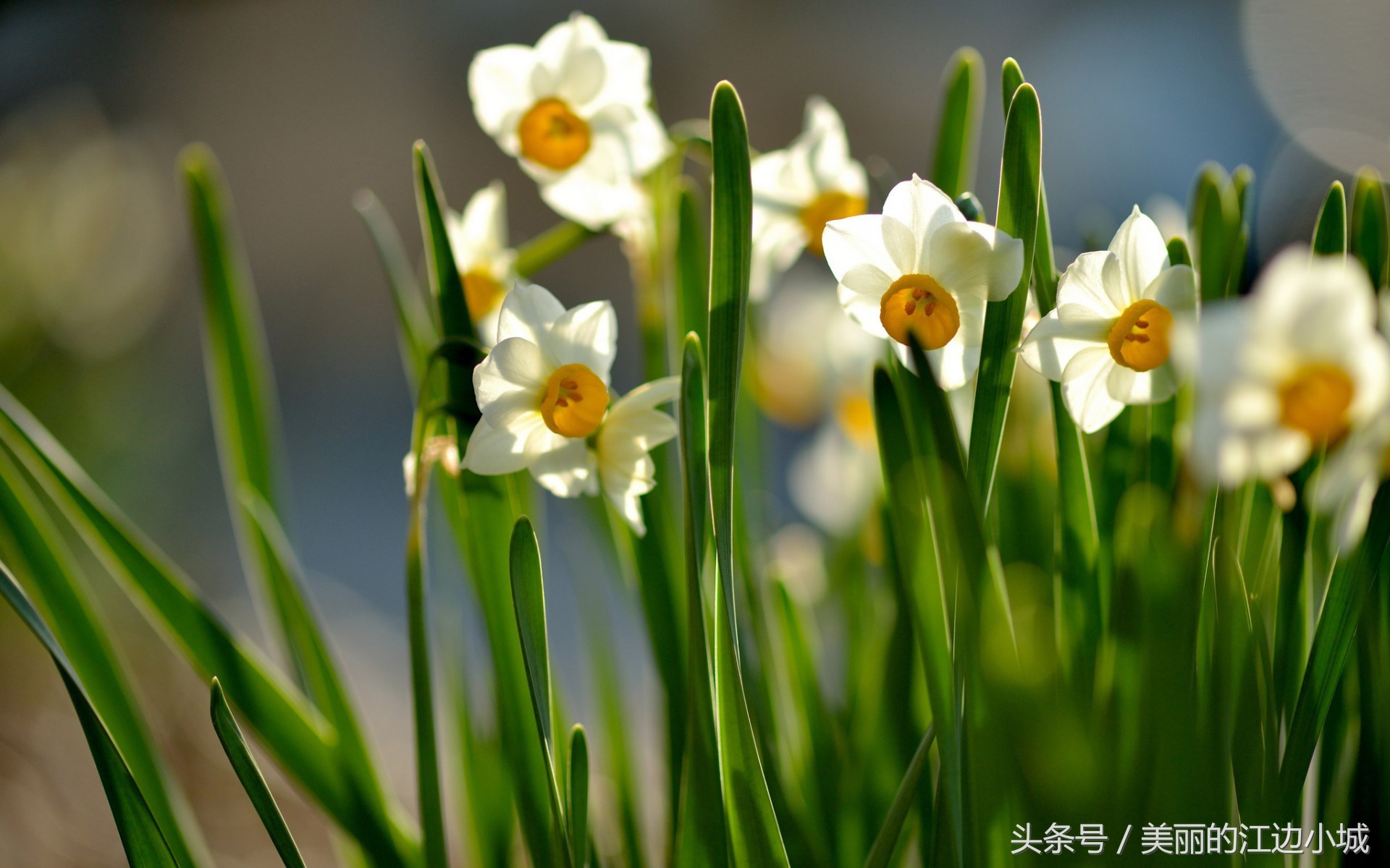 中国十大名花你喜欢哪个？沁人心脾、花之芬芳，别说一个没见过