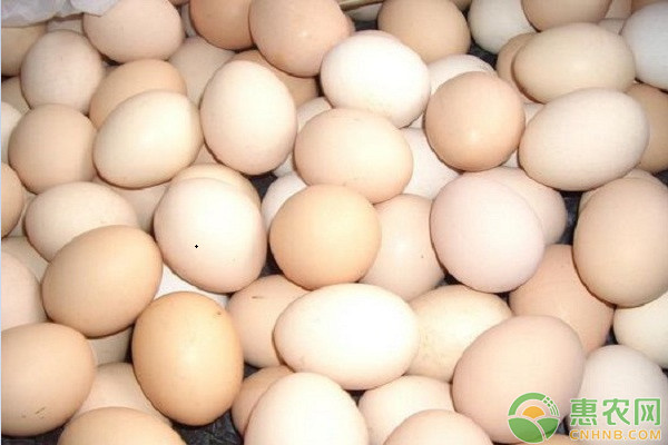 今日鸡蛋价格多少钱一斤？2020年9月22日鸡蛋价格走势分析