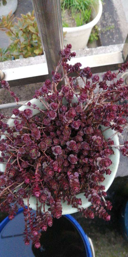 小球玫瑰全年不休眠,秋冬上色特娇艳,新手必备