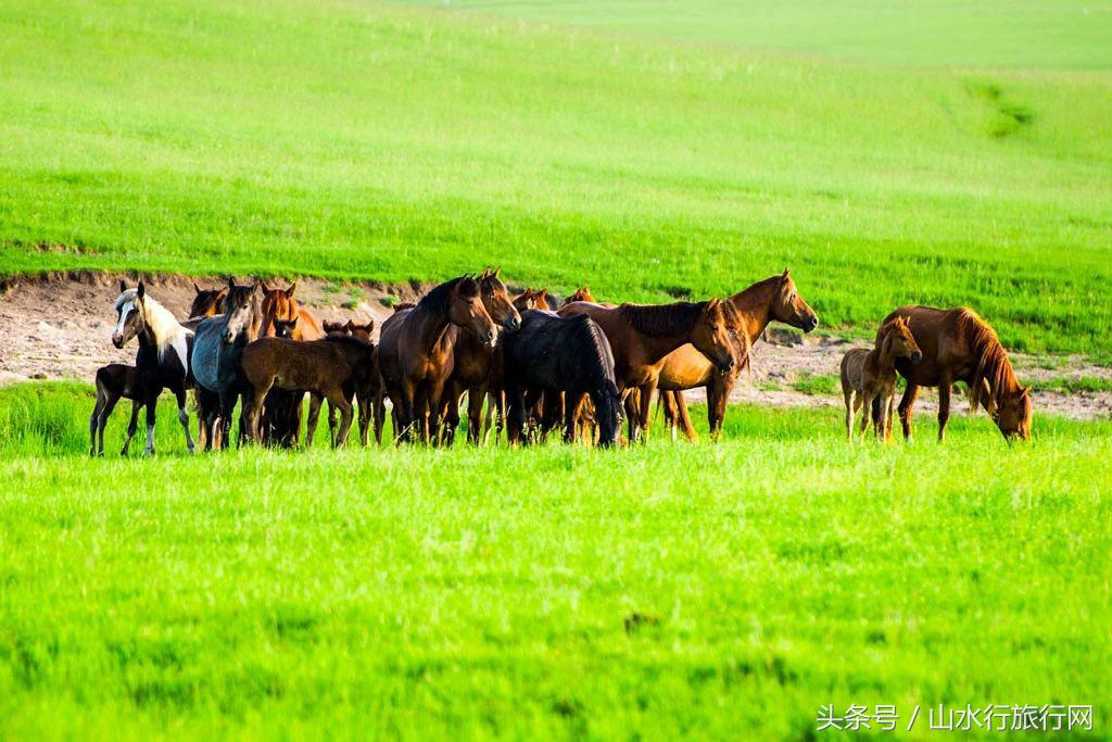 驰骋草原,以梦为马,与梦私奔!