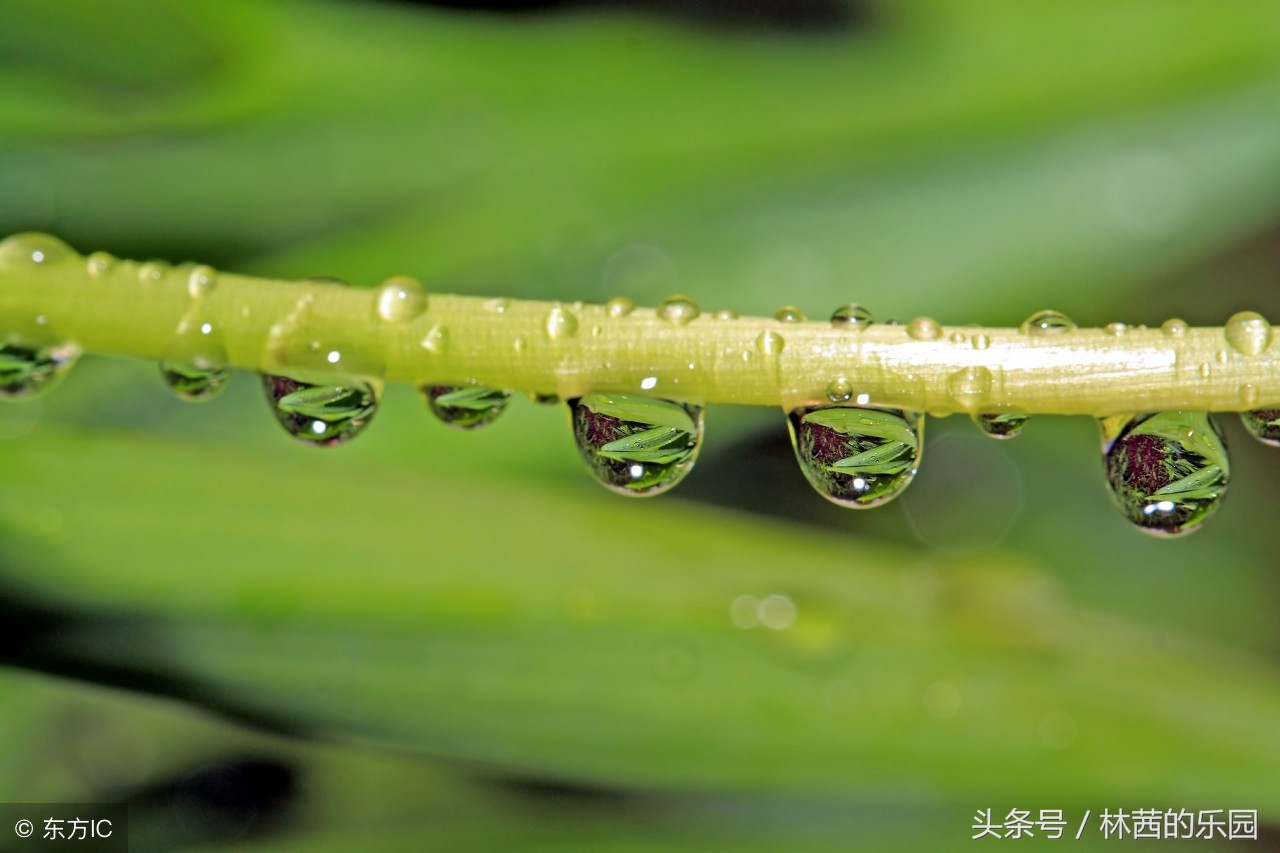 最美的下雨天，记录在10首唐诗宋词里，流传千年，依然清新动人