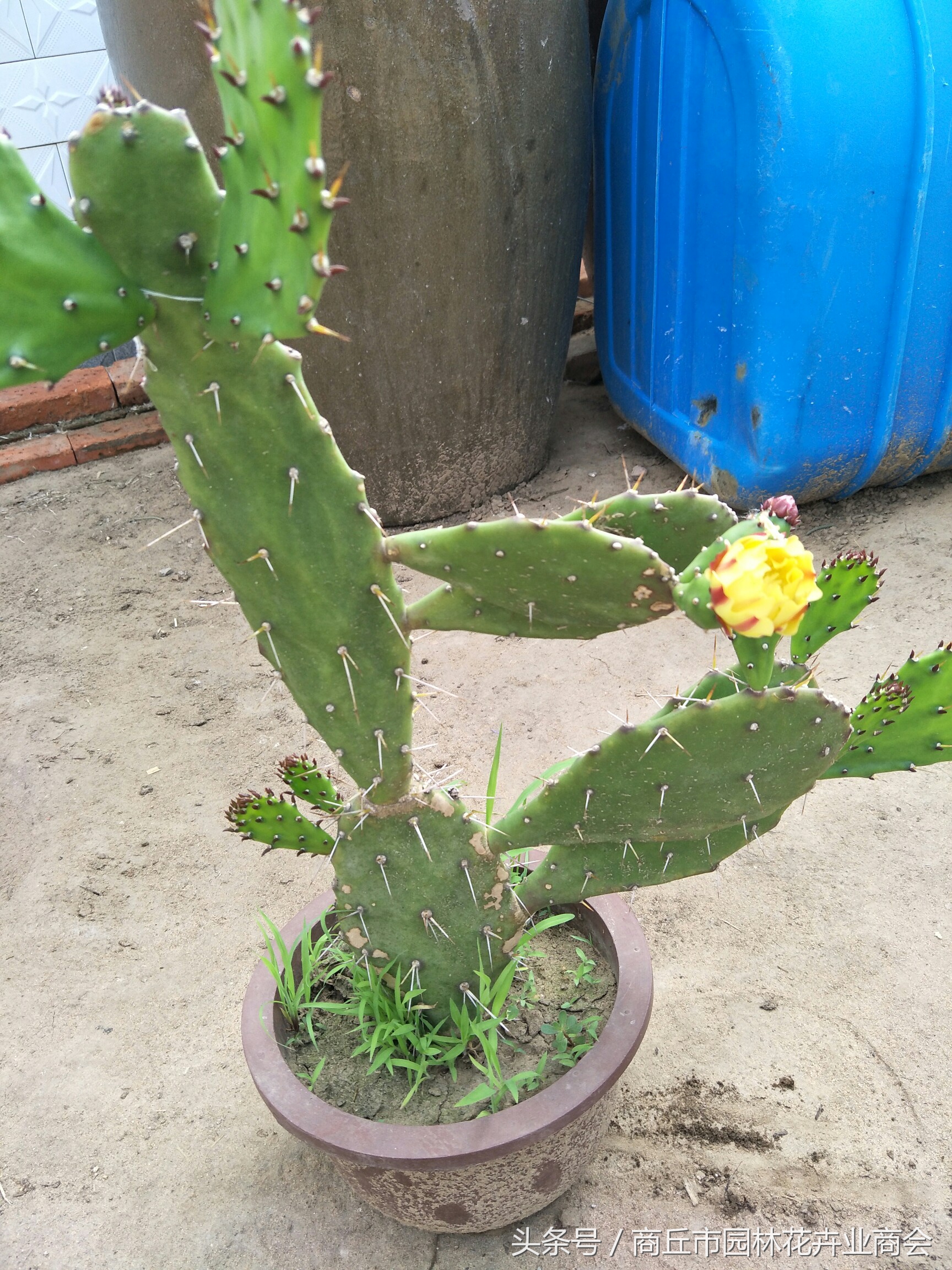仙人掌肉质茎里面的黏液净水作用很好,很多野外工作者就地取水之后便