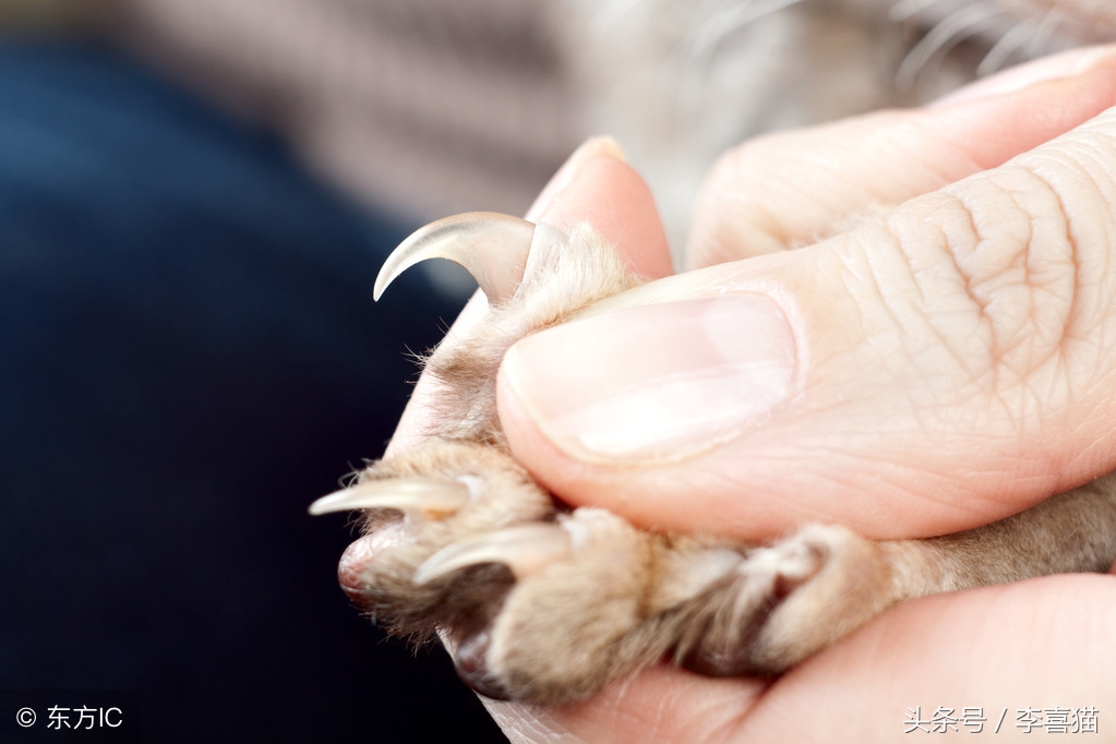 都说猫咪指甲是抓老鼠的利器，给它们剪指甲会不会让它们无法生存