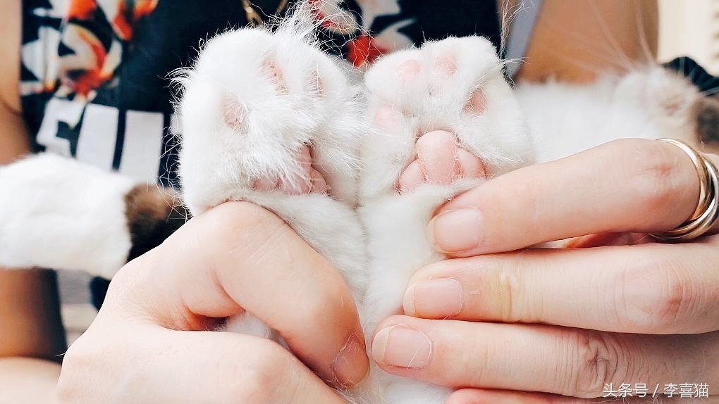 都说猫咪指甲是抓老鼠的利器，给它们剪指甲会不会让它们无法生存