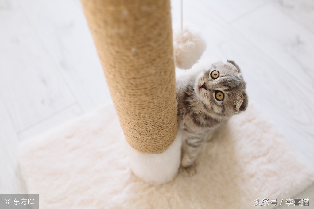 都说猫咪指甲是抓老鼠的利器，给它们剪指甲会不会让它们无法生存