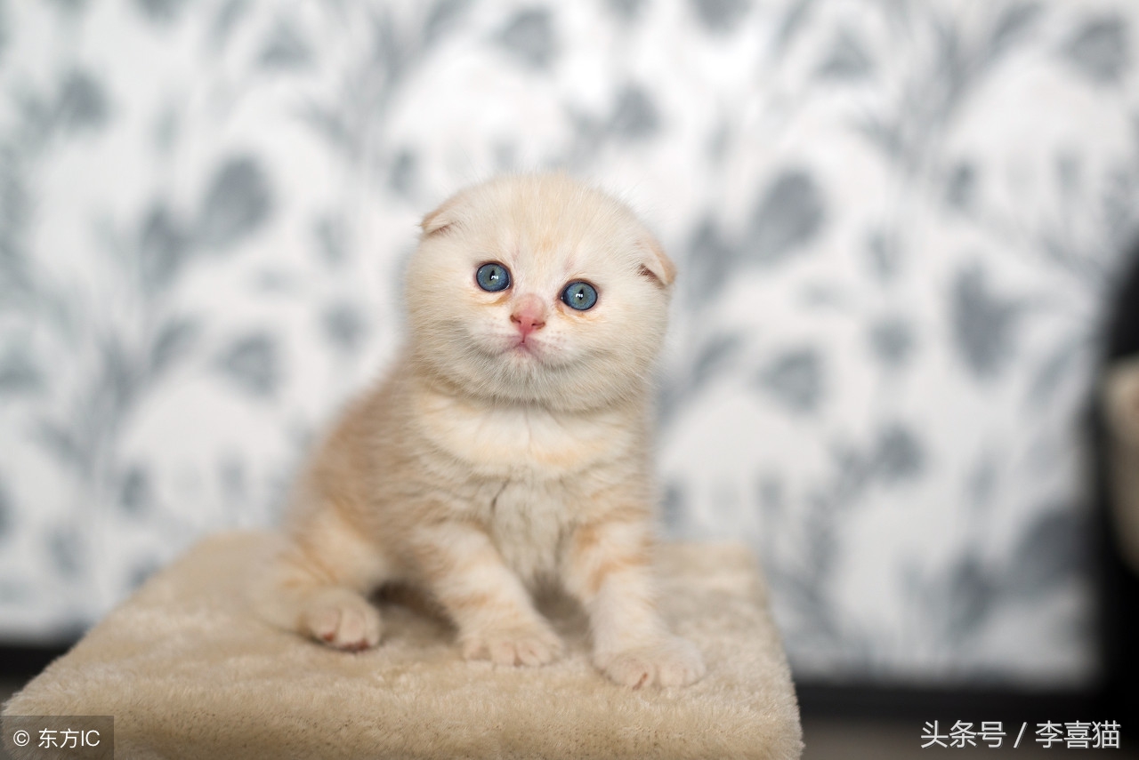 都说猫咪指甲是抓老鼠的利器，给它们剪指甲会不会让它们无法生存