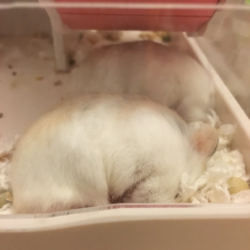 仓鼠为什么躺着睡觉呢?这八种睡姿不是生病了,而是呼呼大睡